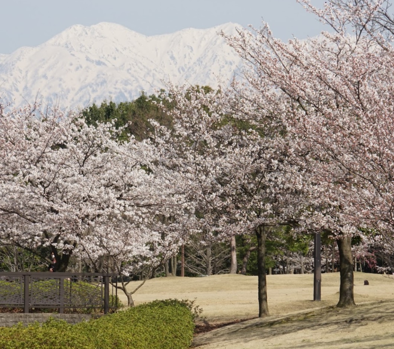 ��׌����@�A���[�i